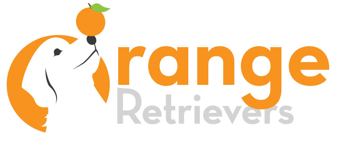 Orange Retrievers